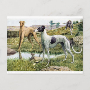Greyhound Postcard