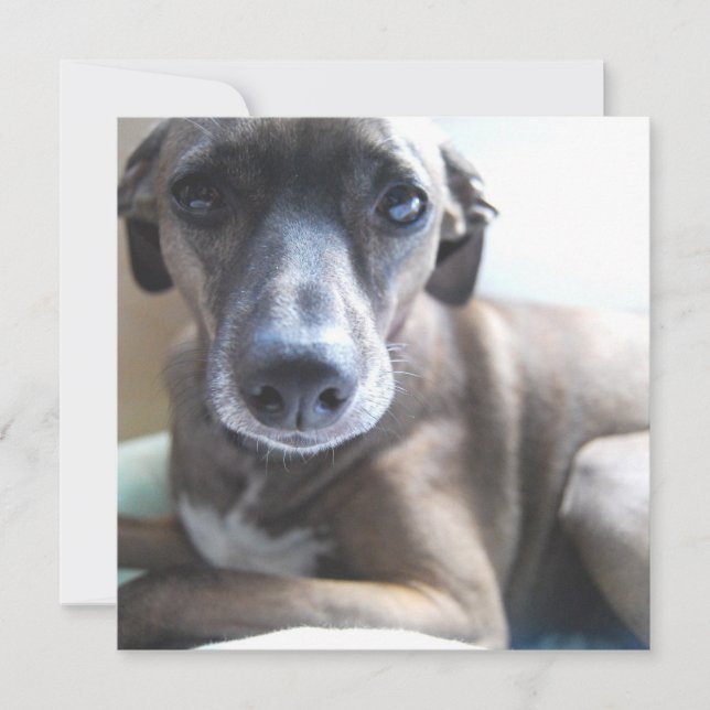 Greyhound Puppy Dog Invitation (Front)