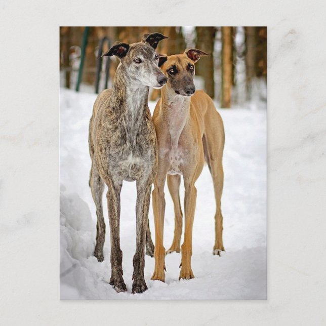 Greyhound Puppy Dogs- Brindle And Tan Stickers Postcard (Front)