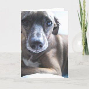 Greyhound Puppy Greeting Card