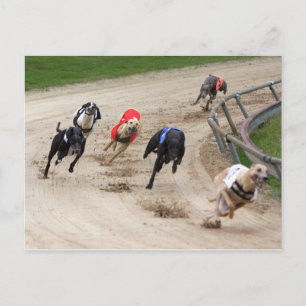 greyhound race postcard