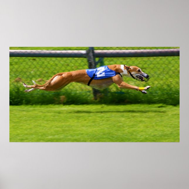 Greyhound Racing Poster (Front)