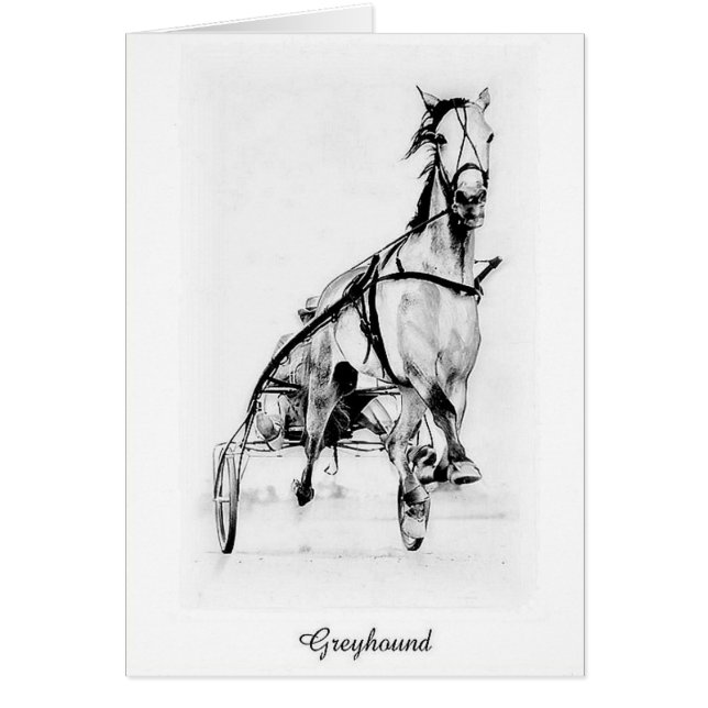 Greyhound Trotter (Front)