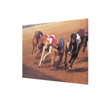 Greyhounds racing on track stretched canvas prints