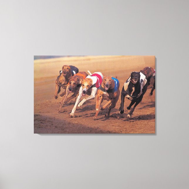 Greyhounds racing on track canvas print (Front)