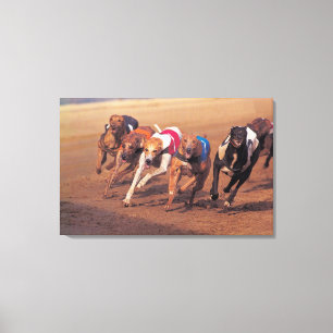 Greyhounds racing on track canvas print