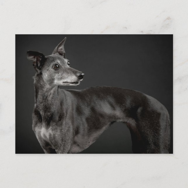 Greying whippet postcard (Front)