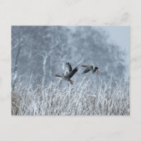 Greylag geese flying in snowy landscape postcard