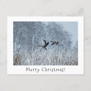 Greylag geese in snowy landscape christmas card.  holiday postcard