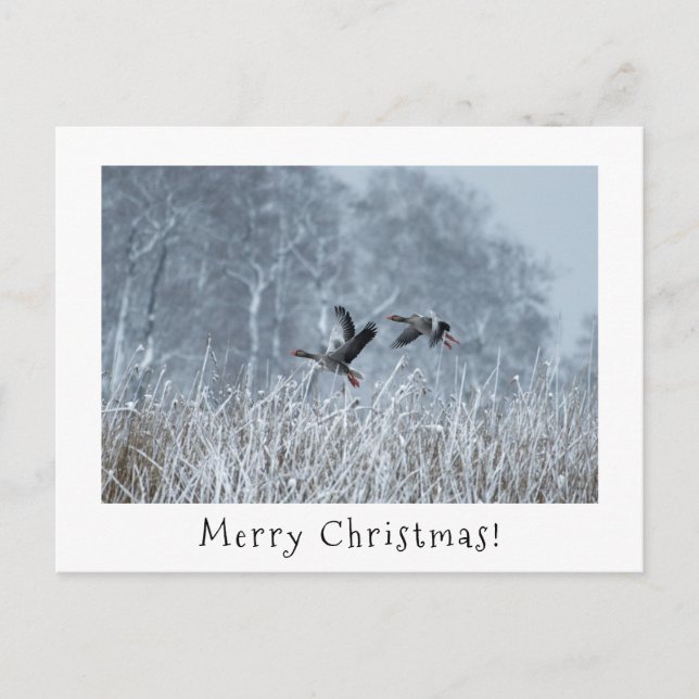 Greylag geese in snowy landscape christmas card.  holiday postcard (Front)