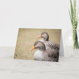 Greylag geese Nature Photo Card