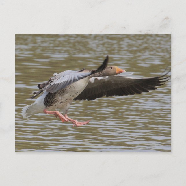 Greylag Geese Postcard (Front)