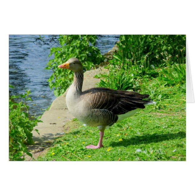 Greylag Goose (Front Horizontal)