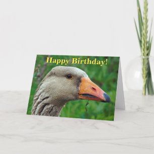 Greylag goose customizable greetings card