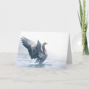 Greylag goose nature photo card
