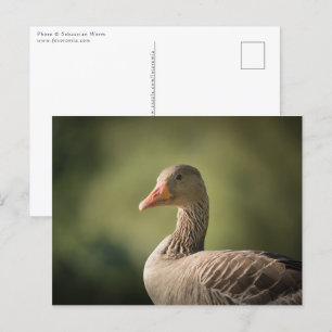 Greylag Goose Nature Photo Postcard