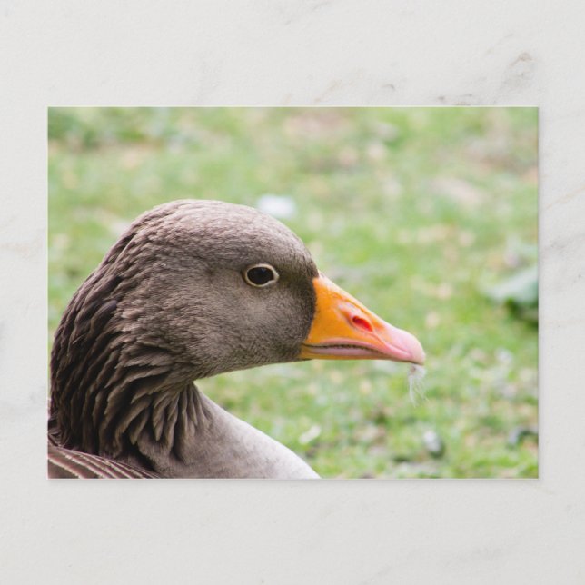 Greylag Goose Postcard (Front)