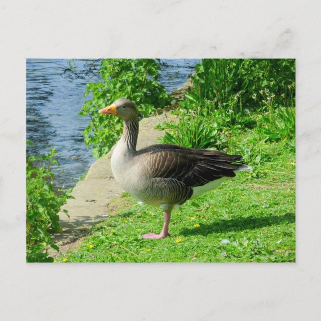 Greylag Goose Postcard (Front)