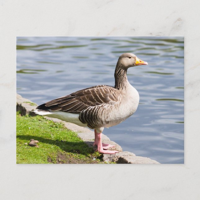 Greylag Goose Postcard (Front)