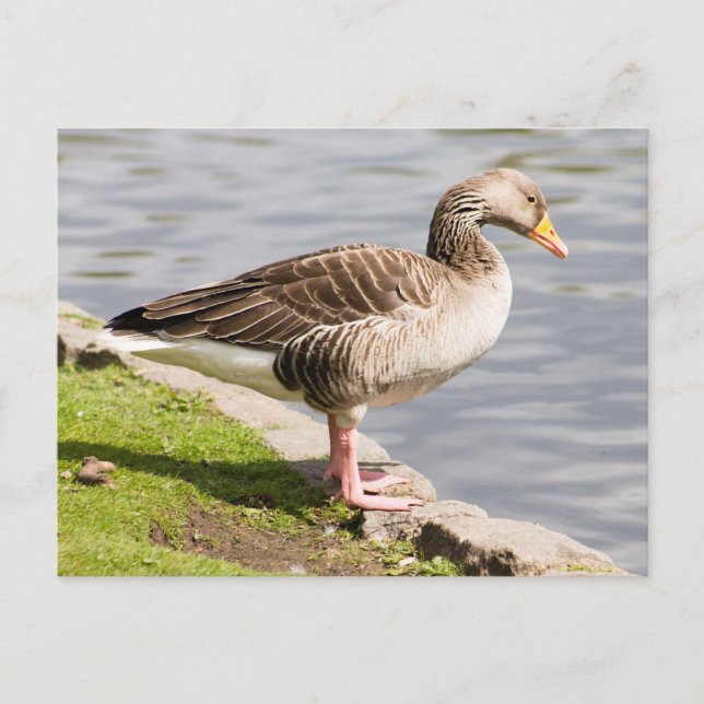 Greylag Goose Postcard (Front)
