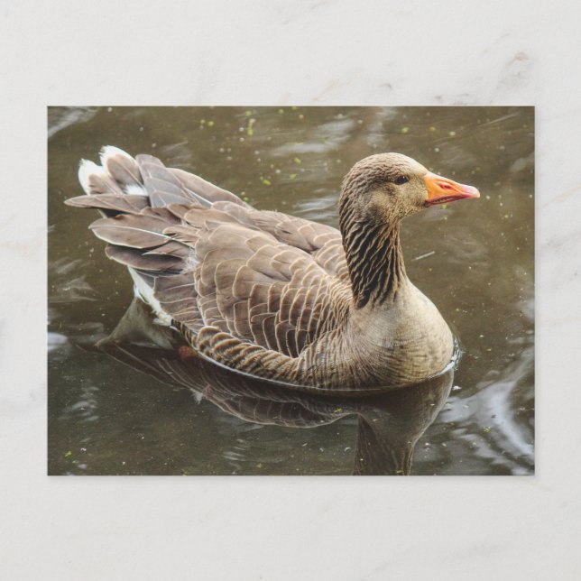 Greylag Goose. Roath Park Lake, Cardiff, Wales Pos Postcard (Front)