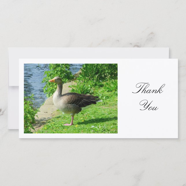 Greylag Goose - Thank You (Front)