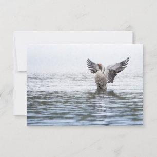 Greylag Goose Wildlife Photo Card