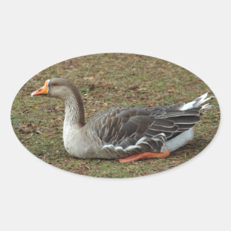 Greylag Swan Goose Cross Oval Sticker