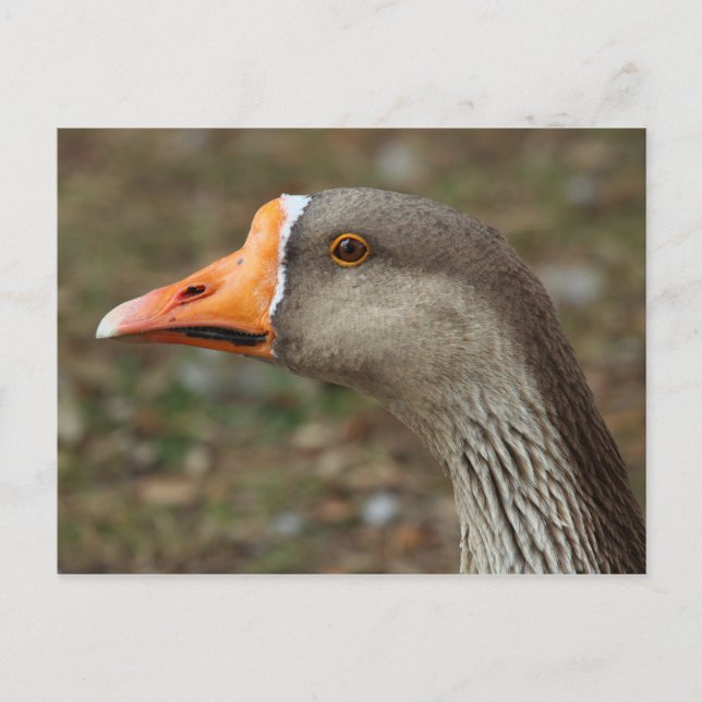 Greylag Swan Goose Cross Postcard (Front)