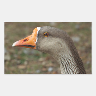 Greylag Swan Goose Cross Sticker