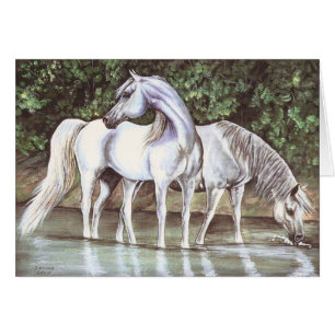 Greys in stream