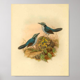 Grey's Todopsis Wren Blue Bird Vintage Print