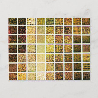 Grid of Seeds - 1912 Vintage Colour Photo  Postcar Postcard