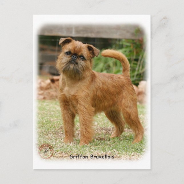 Griffon Bruxellois 9Y406D-078 Postcard (Front)