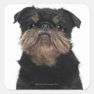 Griffon Bruxellois close-up Square Sticker