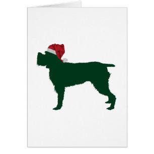 Griffon de pointage à poils durs