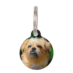Griffon Dog Pet Tag