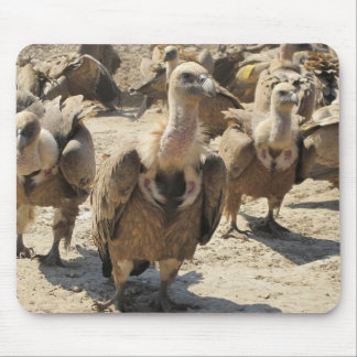 Griffon Vulture Mouse Pad
