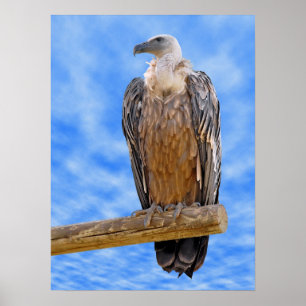 Griffon vulture on branch poster