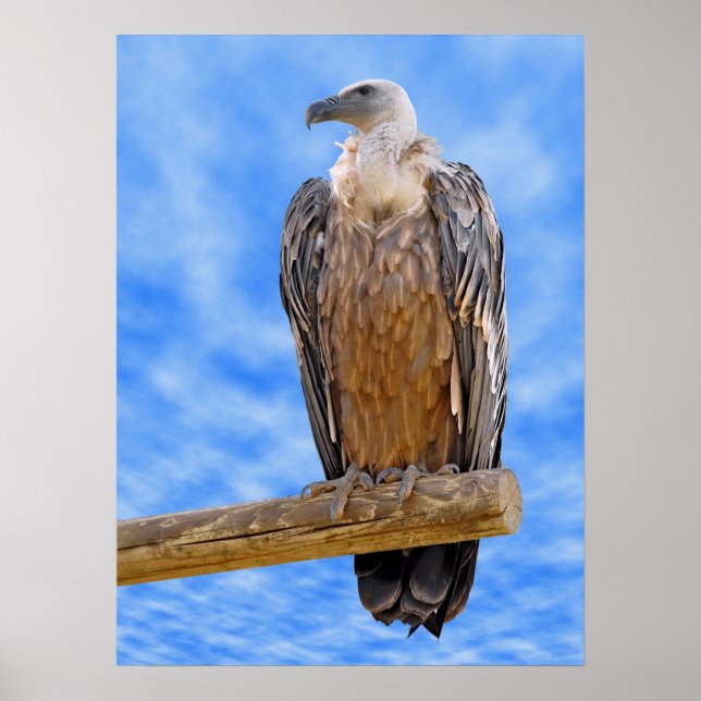 Griffon vulture on branch poster (Front)