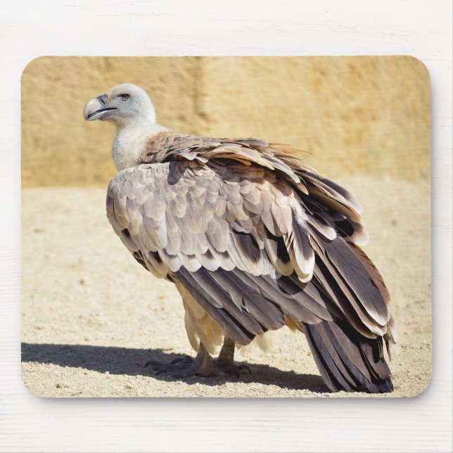 Griffon vulture on ground postcard metal ornament  mouse pad (Front)