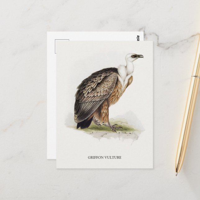 Griffon Vulture Postcard (Front/Back In Situ)