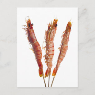 Grilled tiger prawn on a skewer postcard