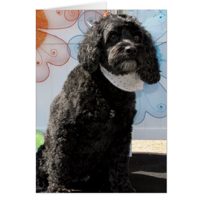 Grillon - caniche de cocker -4 (Devant)