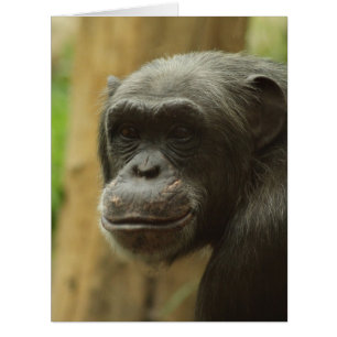 grinning chimp