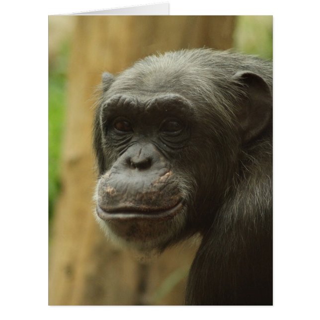 grinning chimp (Front)
