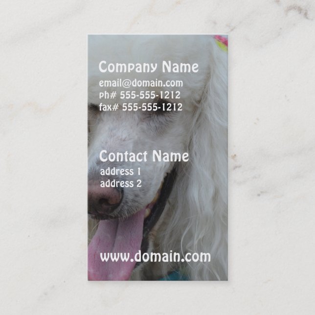 Grinning White Standard Poodle Business Card (Front)