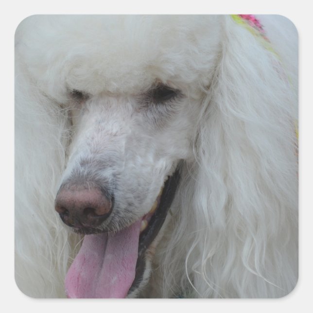 Grinning White Standard Poodle Square Sticker (Front)