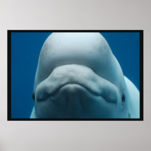 Grinning White Whale Poster