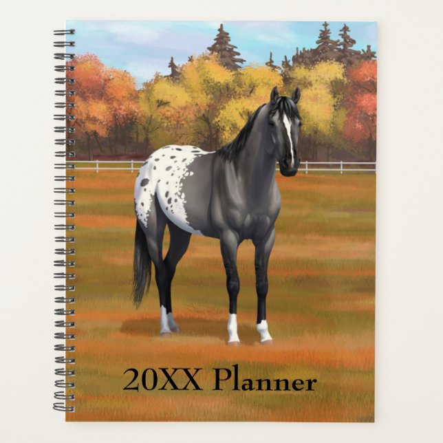Gris Grulla Appaloosa Quartier Horse Stallion (Devant)